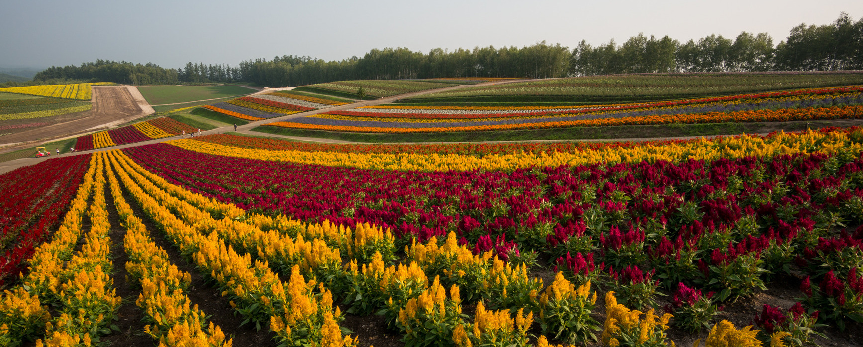 field of flowers